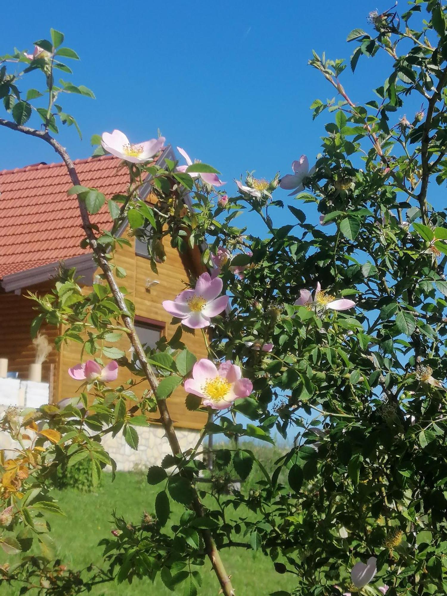 Apartmani Tarin zov Kaludjerske Bare Dış mekan fotoğraf